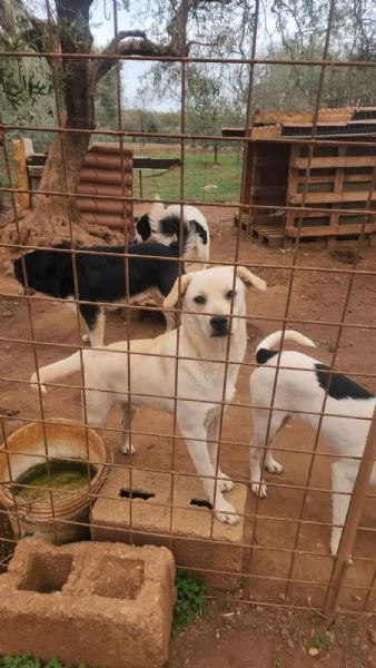 Rufus 7mesi ultimo cucciolo senza richieste! CALABRIA | Foto 4