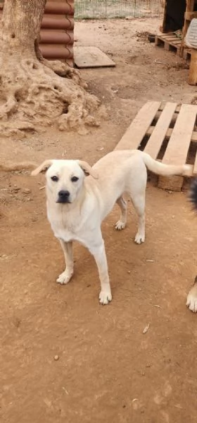 Rufus 7mesi ultimo cucciolo senza richieste! CALABRIA | Foto 2