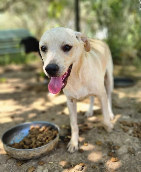 Rufus 7mesi ultimo cucciolo senza richieste! CALABRIA | Foto 1