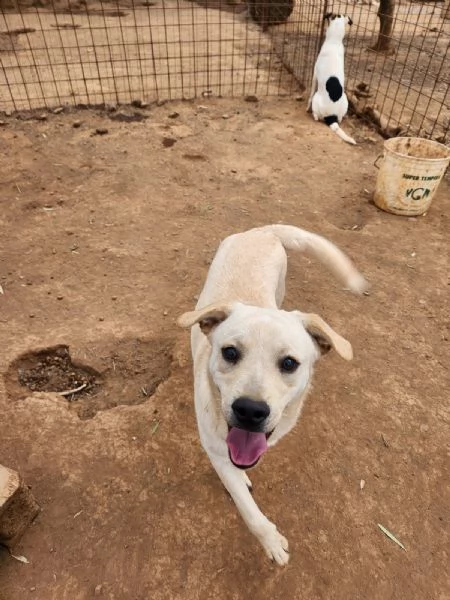 Rufus 7mesi ultimo cucciolo senza richieste! CALABRIA | Foto 0