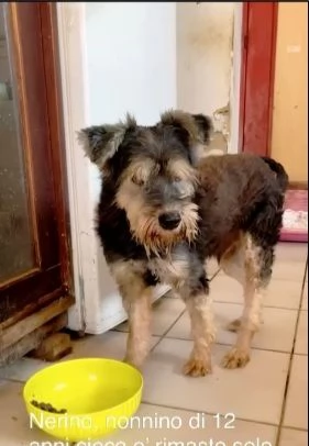 Piccolo cagnolino 12anni cieco rimasto solo in 1stanza | Foto 0