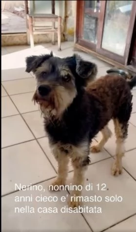 Piccolo cagnolino 12anni cieco rimasto solo in 1stanza