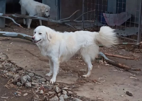 Fratello e sorella 3anni splendidi ma nessuno li nota! CALABRIA | Foto 4