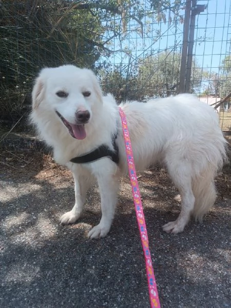 Fratello e sorella 3anni splendidi ma nessuno li nota! CALABRIA | Foto 2