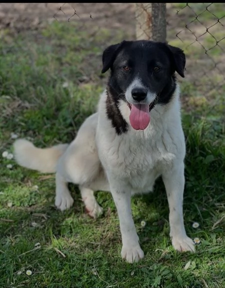 Bonnie 2anni URGE ADOZIONE URGENTEEE! ROMA