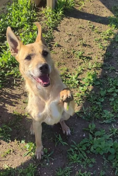 Povero Baffo anni di appelli caduti nel vuoto! TARANTO | Foto 1