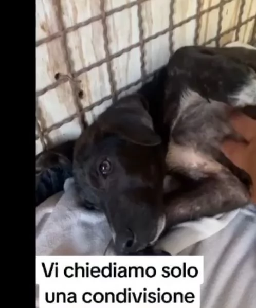 8mesi nero mollato deve trovare casa!Salerno | Foto 0