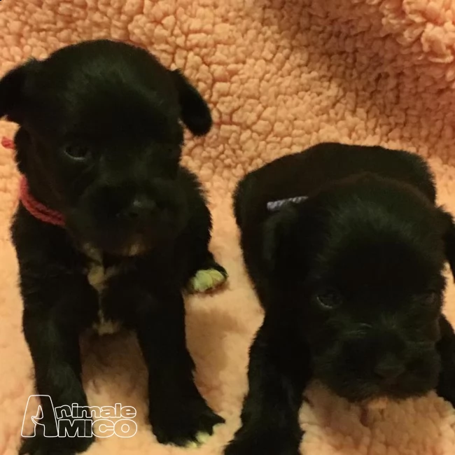 cuccioli schnauzer di natale