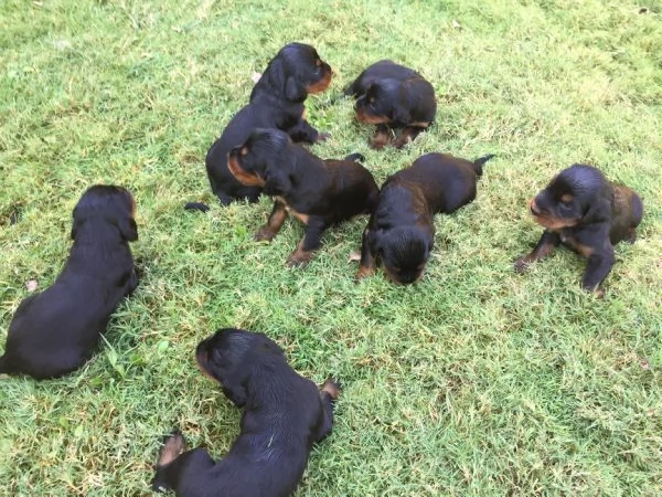  cuccioli di setter gordon