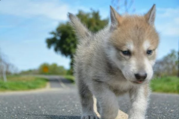 cuccioli di cane lupo cecoslovacco | Foto 0