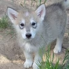 cuccioli di cane lupo cecoslovacco