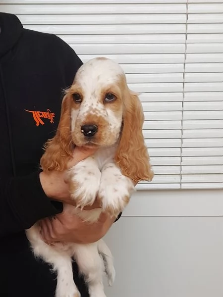 cocker spaniel