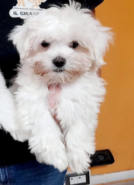 Maltese