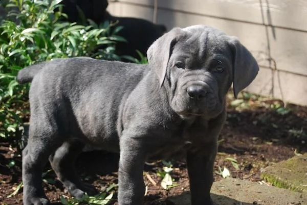 cuccioli di cane corso 