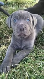 cuccioli di cane corso  | Foto 1