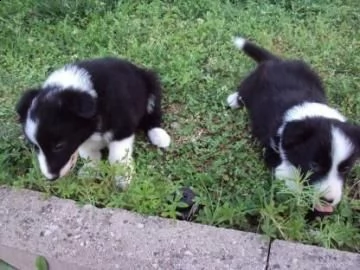  stupendi cuccioli border collie