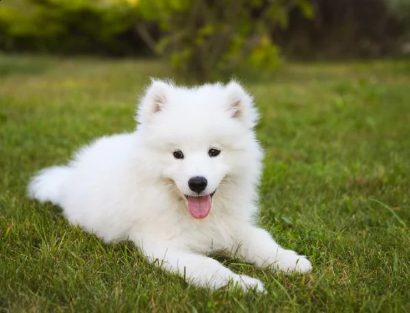 cucciolo di samoiedo maschio e femmina bianco