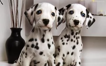 cuccioli di razza dalmata maschi e femmine