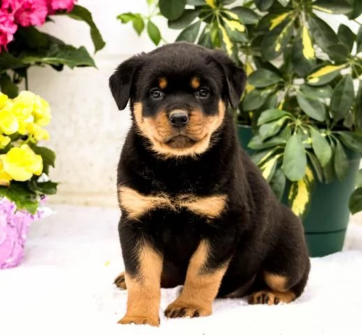 disponibili cuccioli rottweiler alta genealogia  | Foto 1