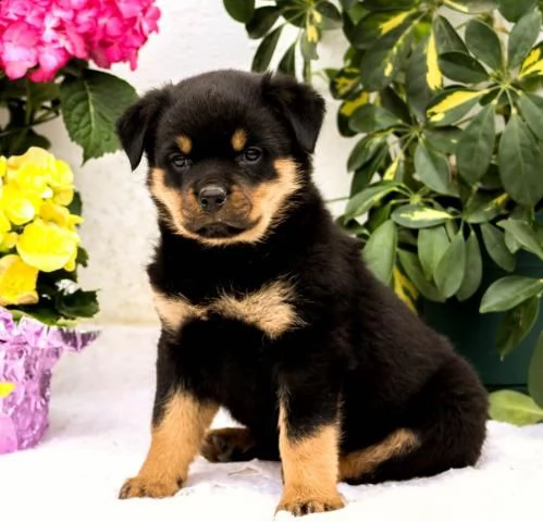 disponibili cuccioli rottweiler alta genealogia  | Foto 0