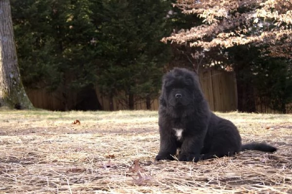 vendita cuccioli di cane di terranova | Foto 2