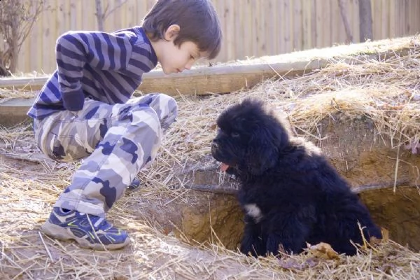 vendita cuccioli di cane di terranova | Foto 1