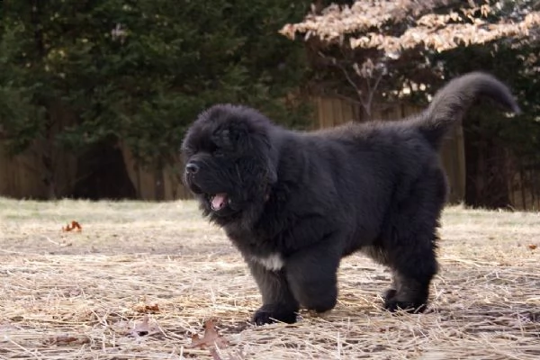 vendita cuccioli di cane di terranova | Foto 0