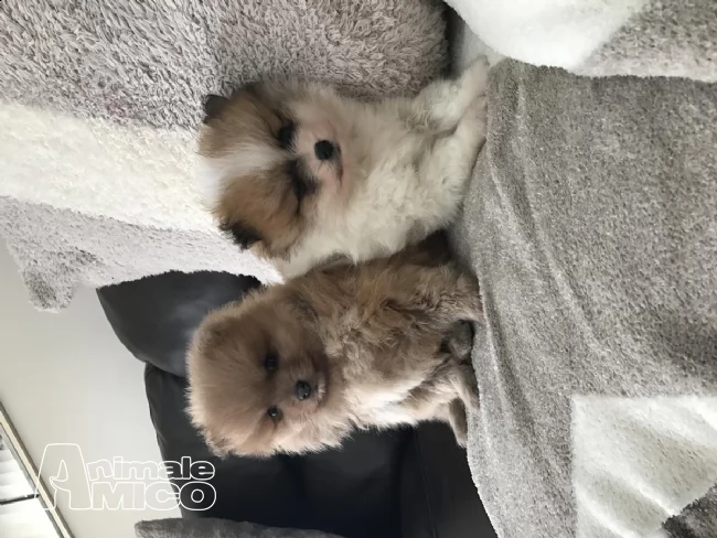  volpini spitz di pomerania cuccioli