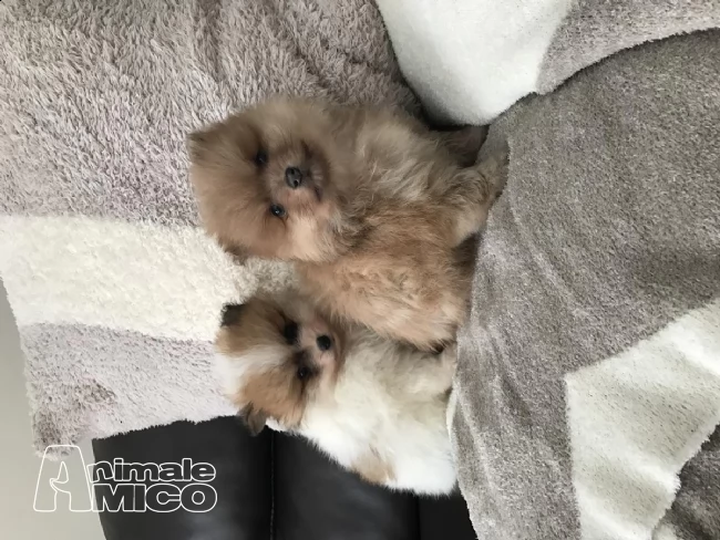  volpini spitz di pomerania cuccioli | Foto 0