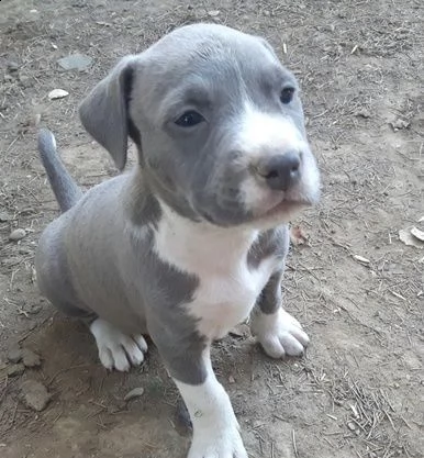 meravigliosi cuccioli di american staffordshire terrier