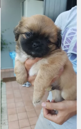 bellissimi cuccioli di pechinese 