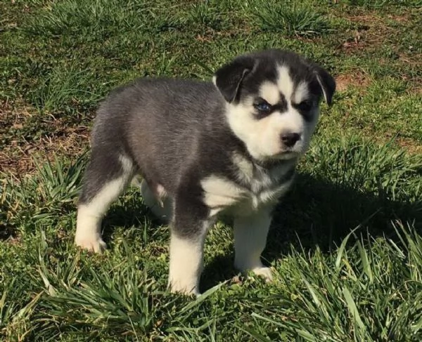 cucciolo di husky siberiano occhi azzurini  | Foto 0