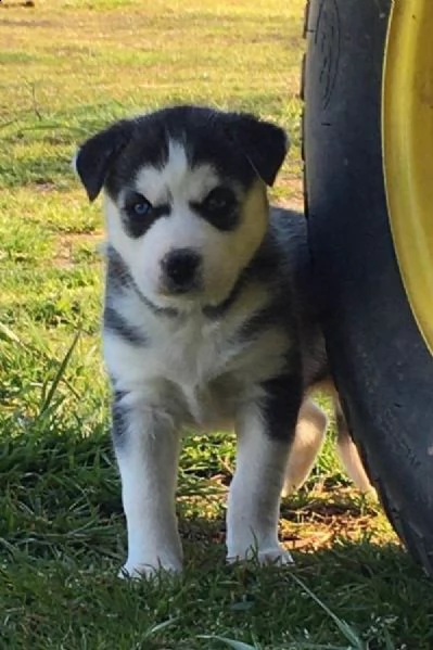 cucciolo di husky siberiano occhi azzurini 