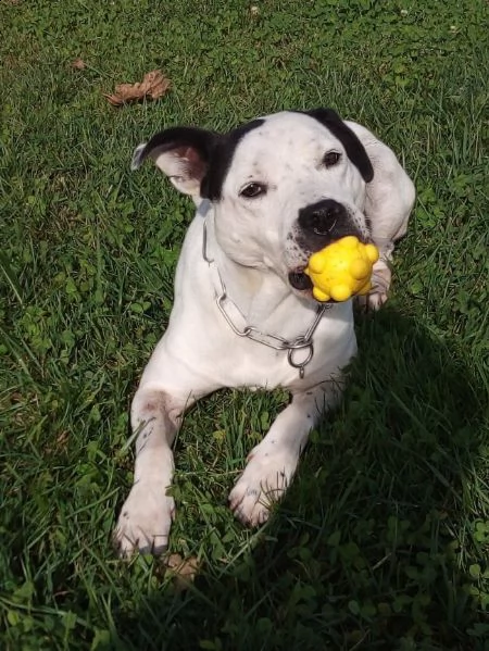 george, un pitbull per amico | Foto 5