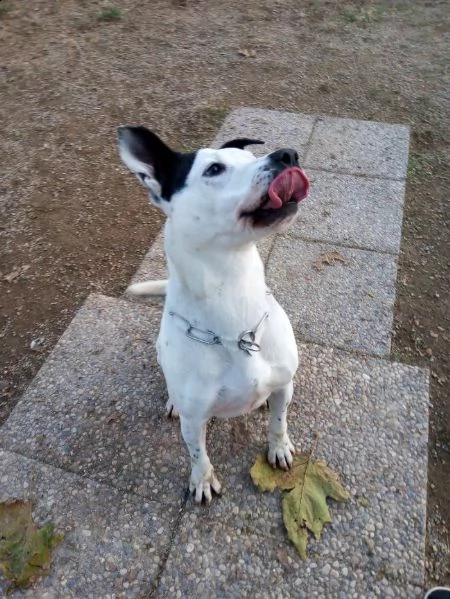 george, un pitbull per amico | Foto 4