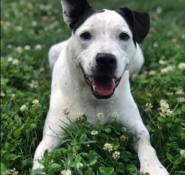 george, un pitbull per amico | Foto 2