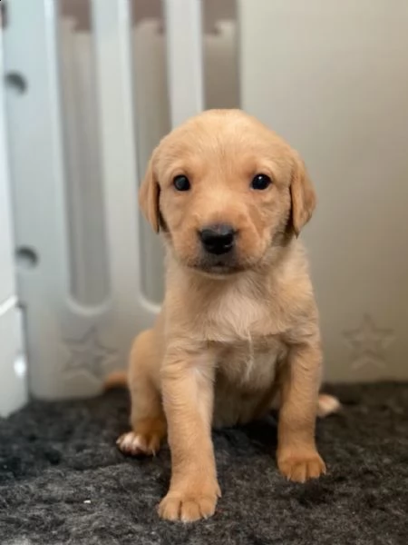 cuccioli di labrador retriever per pronto per nuove case | Foto 2