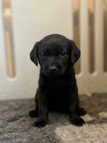 cuccioli di labrador retriever per pronto per nuove case | Foto 1