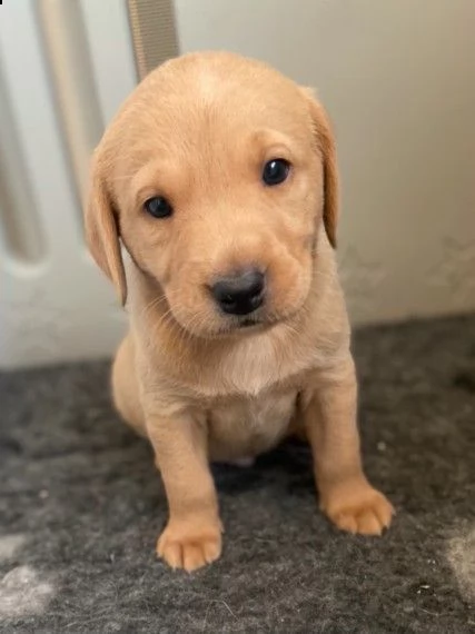 cuccioli di labrador retriever per pronto per nuove case | Foto 0