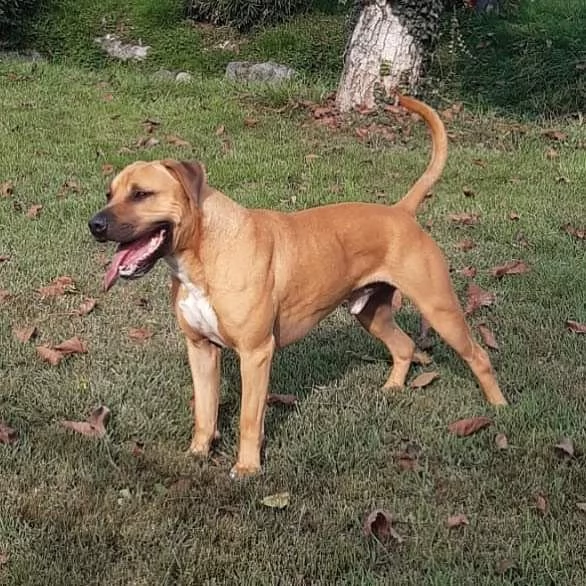 THOR, stupendo amstaff mix pitbull in adozione