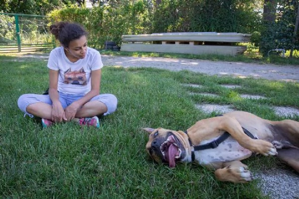 THOR, stupendo amstaff mix pitbull in adozione | Foto 5