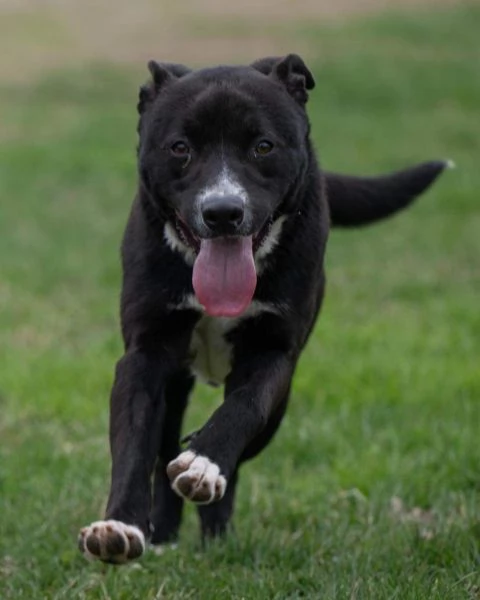 CICCIO, indipendente meticcio nero taglia media cerca casa | Foto 4