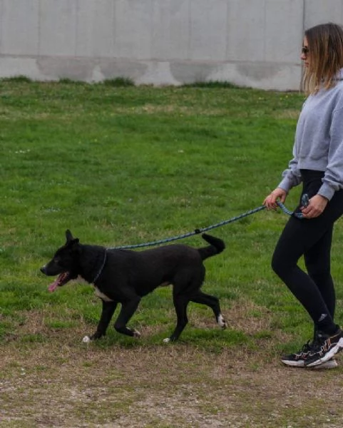 CICCIO, indipendente meticcio nero taglia media cerca casa | Foto 1