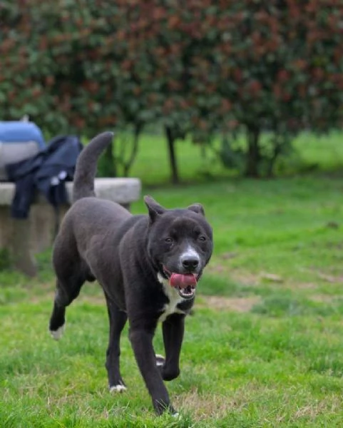 CICCIO, indipendente meticcio nero taglia media cerca casa | Foto 0