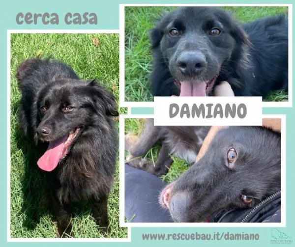 DAMIANO, meticcio nero a pelo lungo | Foto 1