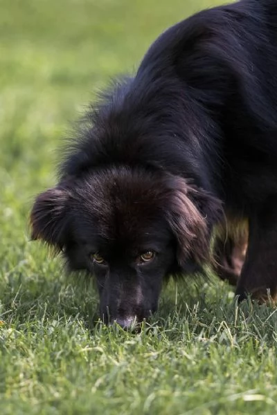 DAMIANO, meticcio nero a pelo lungo | Foto 0