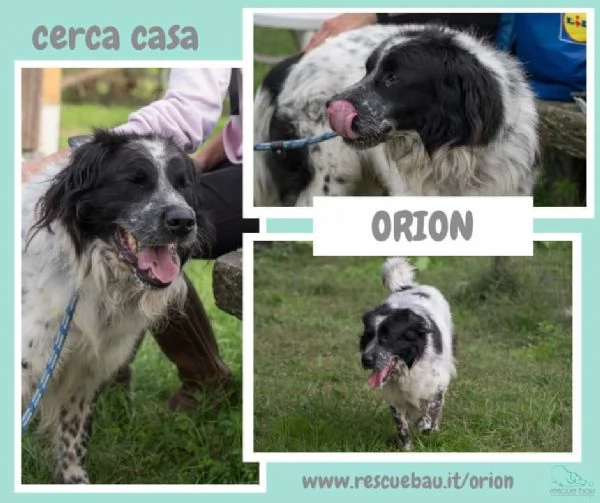 ORION mix pastore dall'indole indipendente | Foto 3