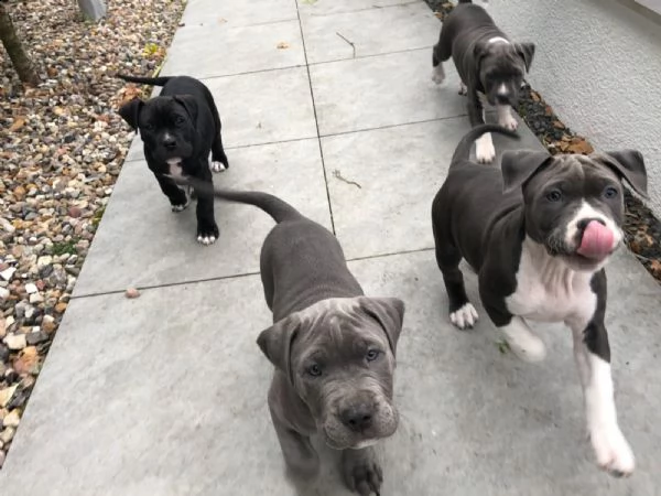 3 cuccioli pitbull alta genealogia | Foto 1