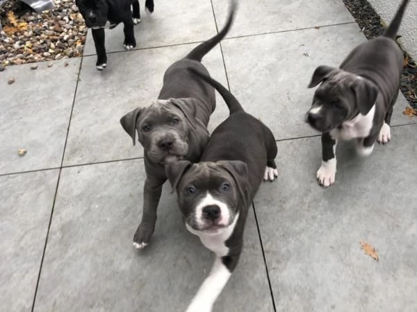 3 cuccioli pitbull alta genealogia