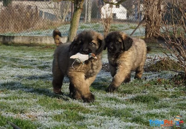 ultimi cuccioli leonberger disponibili | Foto 0